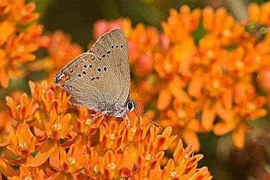 《怪物猎人：荒野》长枪介绍 明年正式发售