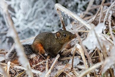 手游《宝可梦GO》开放四人组队玩法